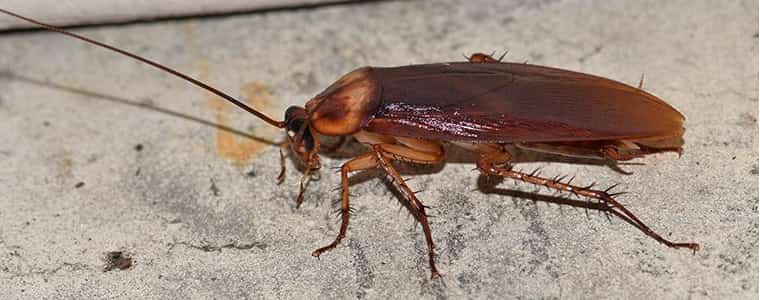cockroach control adelaide