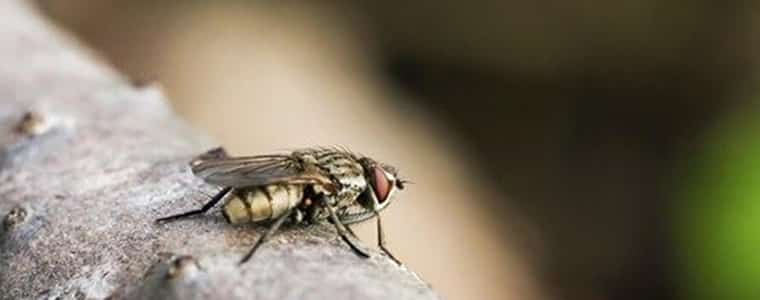 flies control adelaide