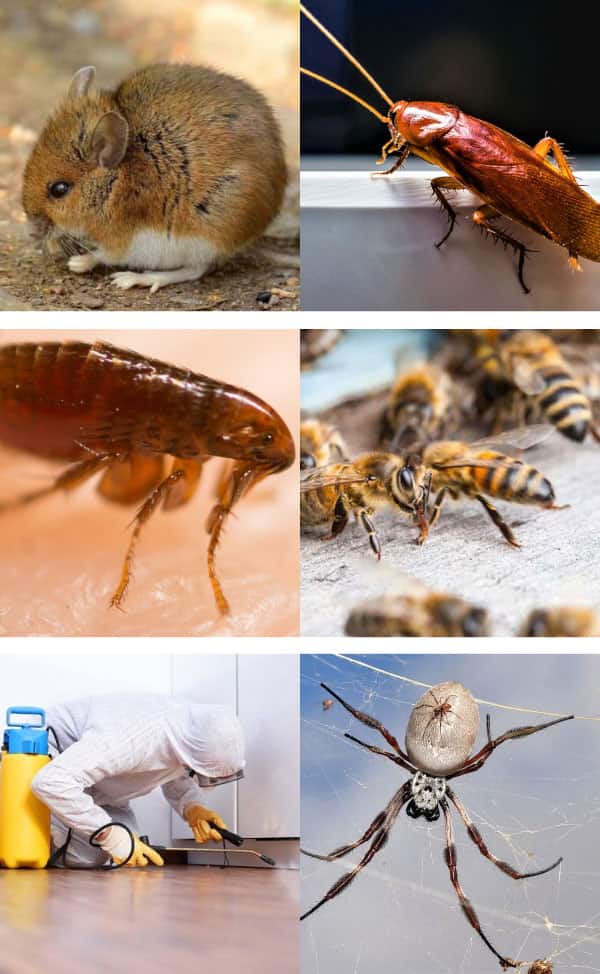 High-Grade Pest Inspection, Treatment, and Removal Service