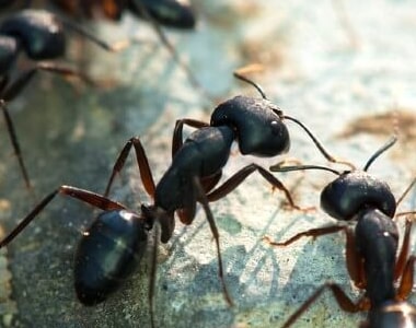 Ant Control Castambul 