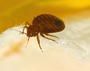 Bed Bugs Control Beach