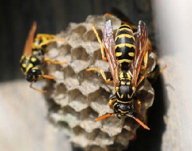Bee Wasp Removal Salisbury