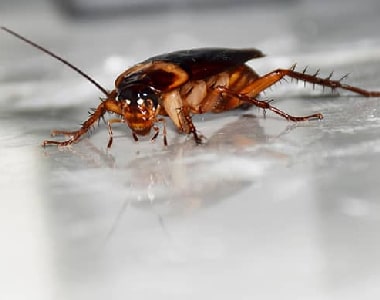 Cockroach Control Barossa Goldfields