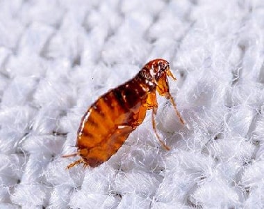 Fleas Control Castambul 