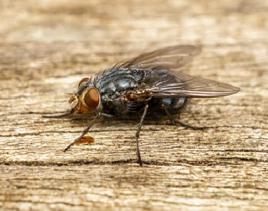 Flies Control Barossa Goldfields