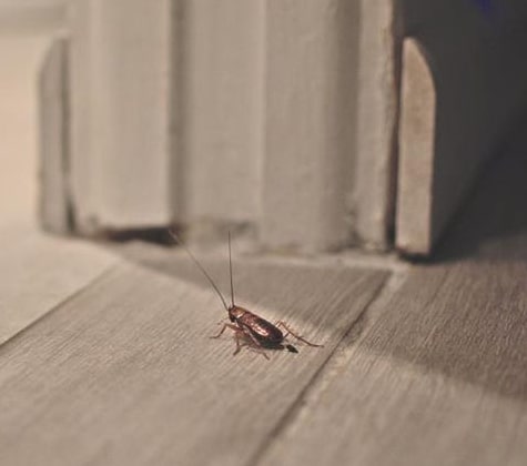 Cockroach Pest Control Service in Bowden