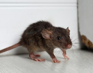 Rodent & Mice Control Brighton