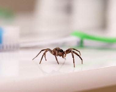 Spider Control Barossa Goldfields