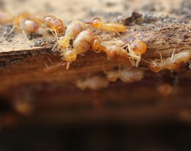 Termite Control  Bowden
