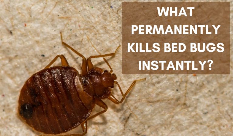 What Permanently Kills Bed Bugs Instantly