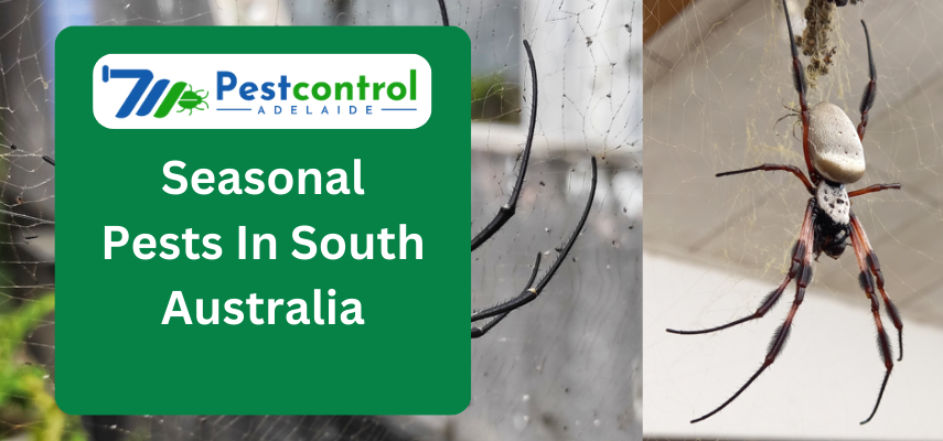Seasonal Pests In South Australia