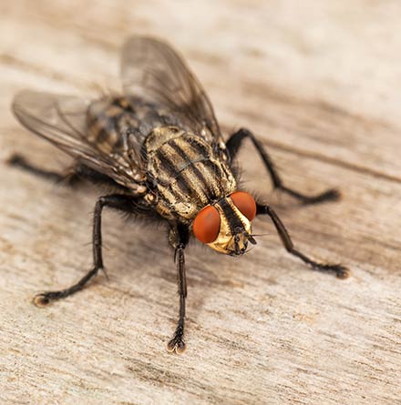 Benefits of Choosing Our Flies Control Adelaide Service