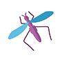 Phoridae Fly