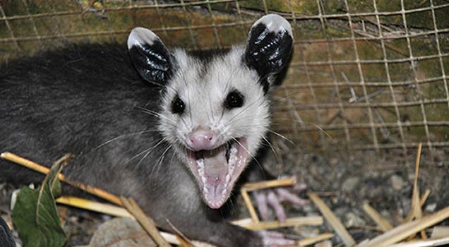 Possum Behavior and Habits