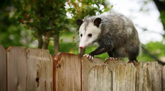 Possum Damage and Risks