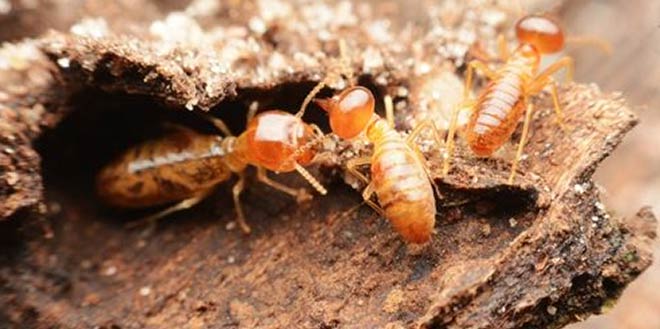 Rid Of Termites From Your Adelaide Property