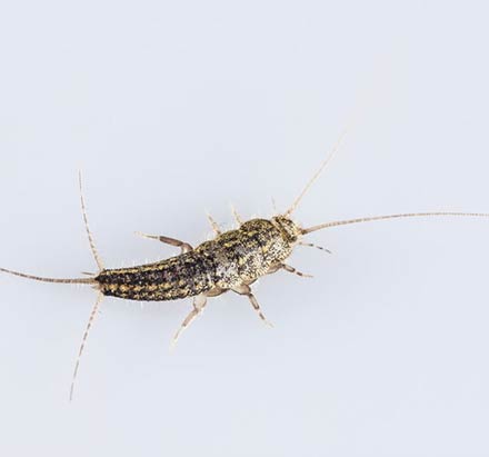 Silverfish Pest Control service In Adelaide