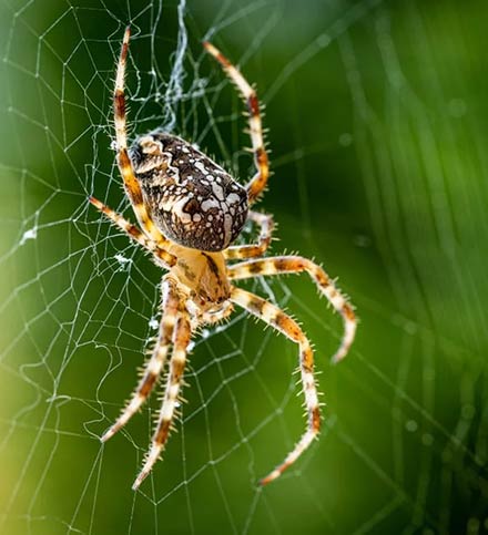 Why Our Services For Spider Control