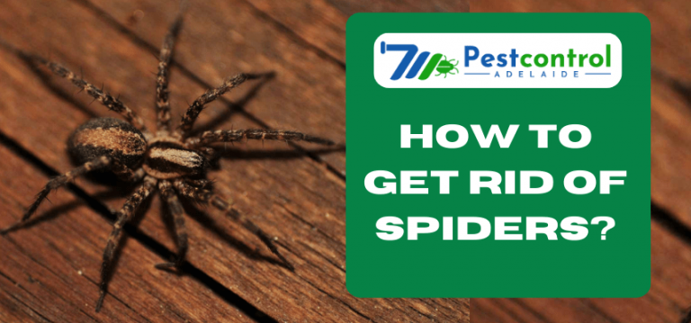 How to Get Rid of Spiders